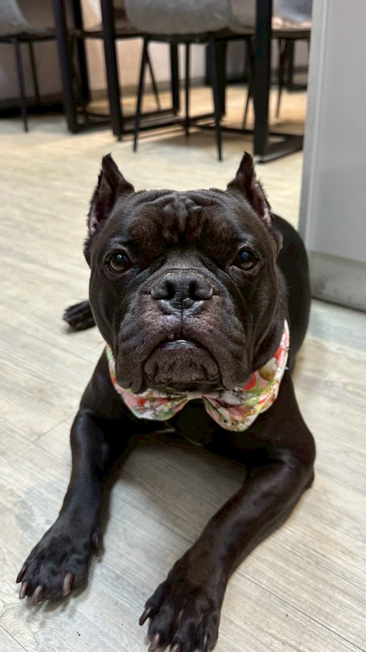 奈奈的好朋友們