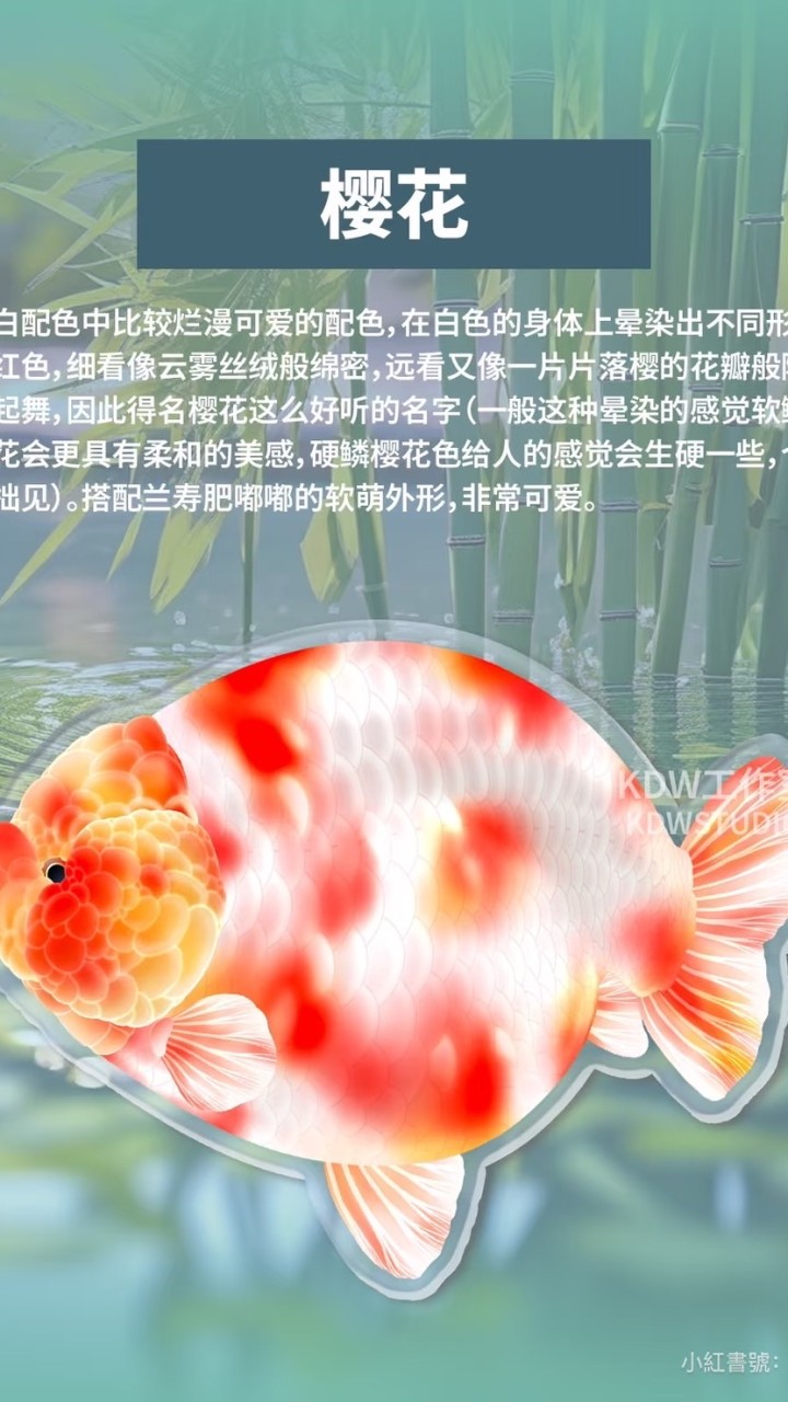滿江紅 金魚工作室