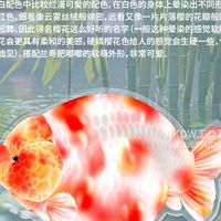 滿江紅 金魚工作室