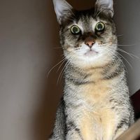 源明動物醫院