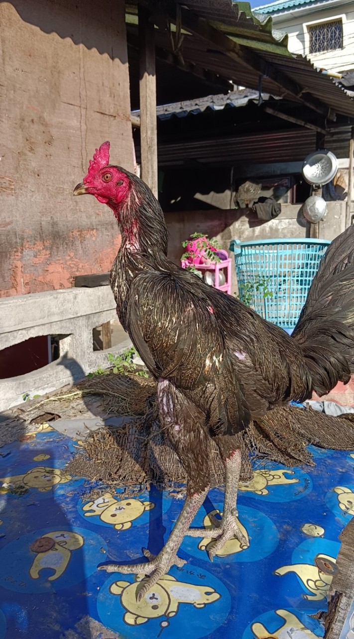 ซุ้ม กล้า ไก่ชน แหล่งพัฒนาพม่าม้าล่อมีเหลี่ยมมีแข้ง สาย ส.มีสุวรรณ