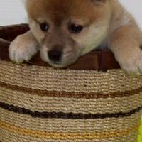 いぬくんハウス
