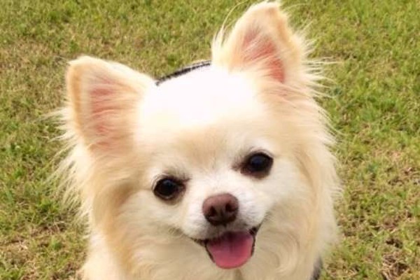 犬の爪切り 適切な頻度は 犬が安心の切り方も いぬのきもちnews Line News
