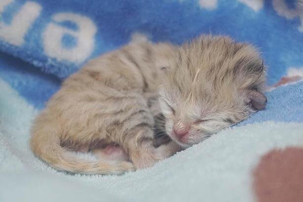 神戸どうぶつ王国に天使降臨 砂漠の天使 スナネコの赤ちゃん誕生