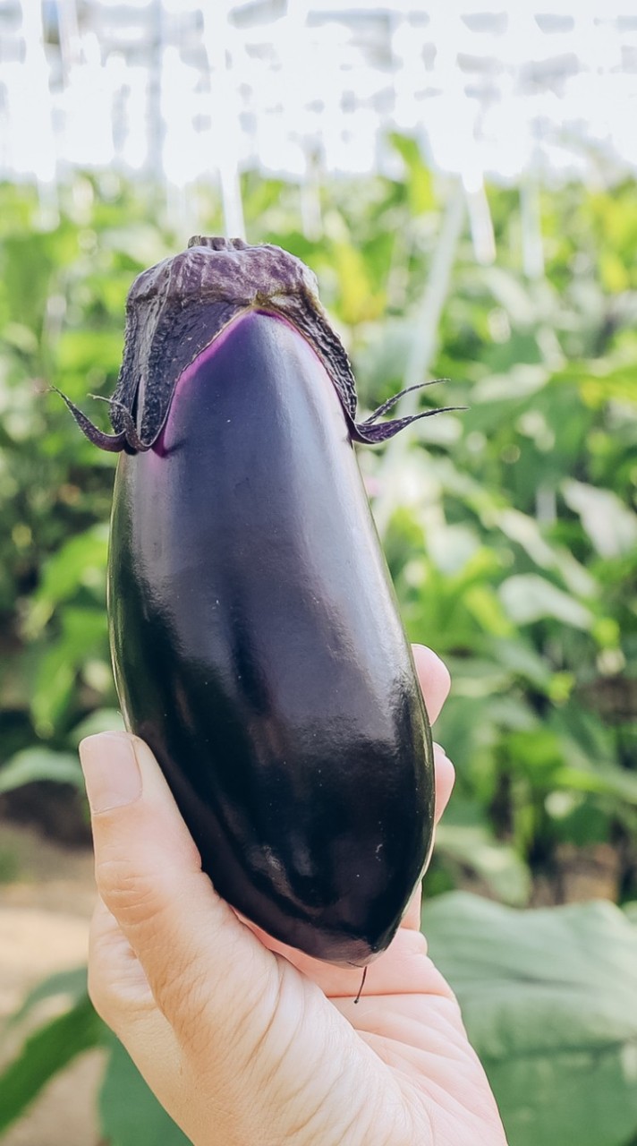 島・しまファーム野菜直売
