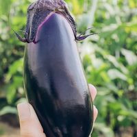 島・しまファーム野菜直売