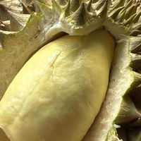 แจ้งราคาทุเรียนใต้ by แผงเมก้า888