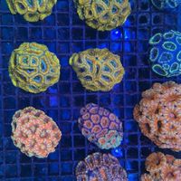 Petvibe寵趣海洋-珊瑚海水魚交流