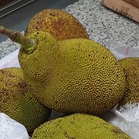 花菓香-台中菠蘿蜜大王(波羅蜜,jackfruit)