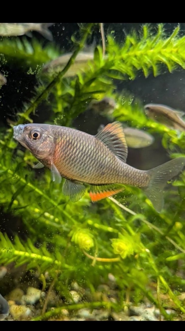 魚の話がしたいおぷ