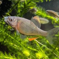 魚の話がしたいおぷ