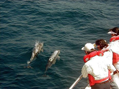 鯨典烏石港賞鯨+環龜山島成人票