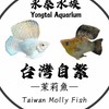 台灣自繁茉莉魚