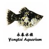 台灣自繁茉莉魚