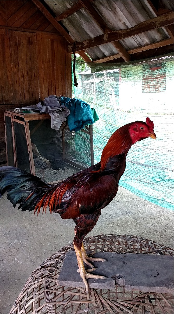 ซื้อขาย ปรึกษาปัญหาเรื่องไก่ชน ลงคลิป เน้นเรื่องไก่ชน