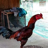 ซื้อขาย ปรึกษาปัญหาเรื่องไก่ชน ลงคลิป เน้นเรื่องไก่ชน