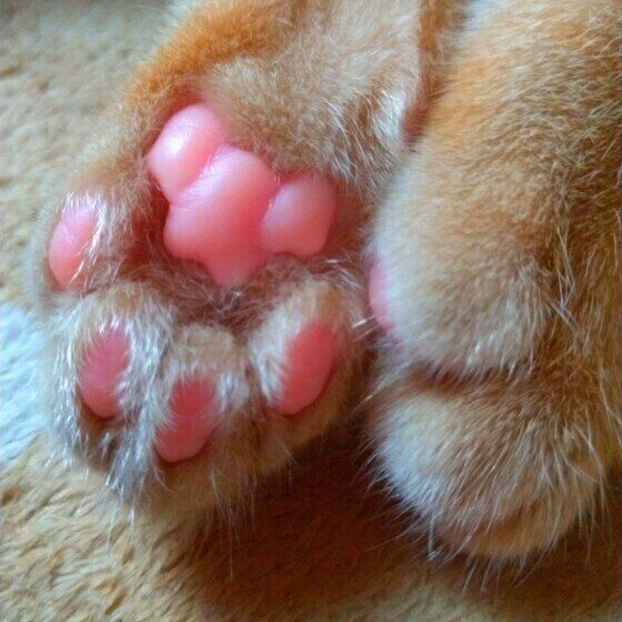 猫の ぷにぷに 肉球に異変 治療が必要なトラブルは