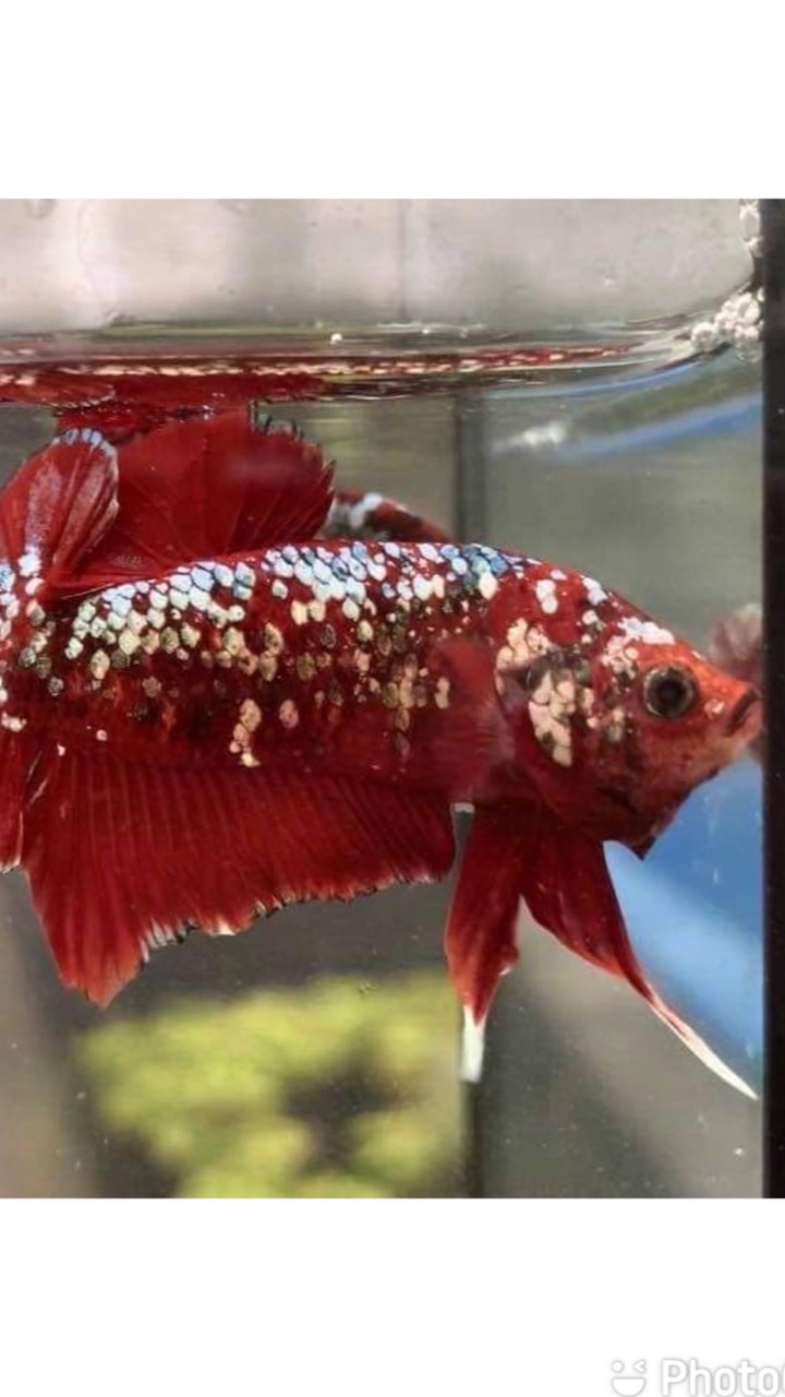 Beautiful betta fish auction by Patcha