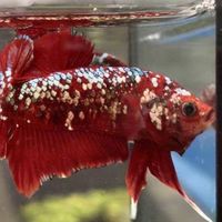 Beautiful betta fish auction by Patcha