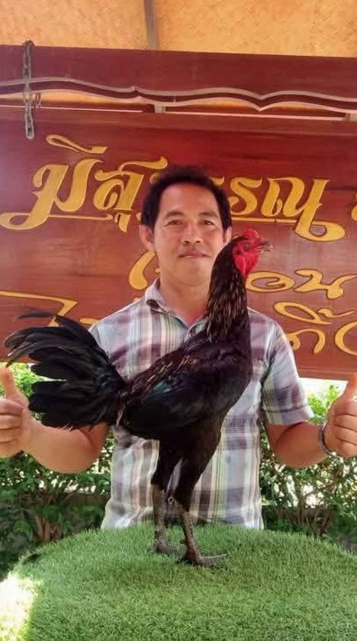 ซุ้มเพชรอาษาไก่ชนสายพันธุ์ดี