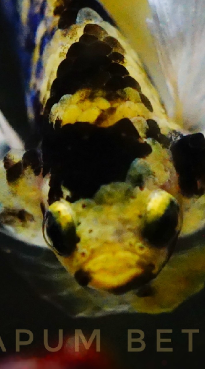 Rattanapum Betta Shop