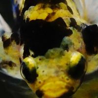 Rattanapum Betta Shop