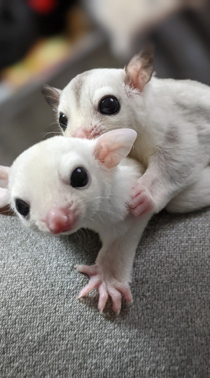 フクロモモンガビレッジ