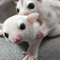 フクロモモンガビレッジ