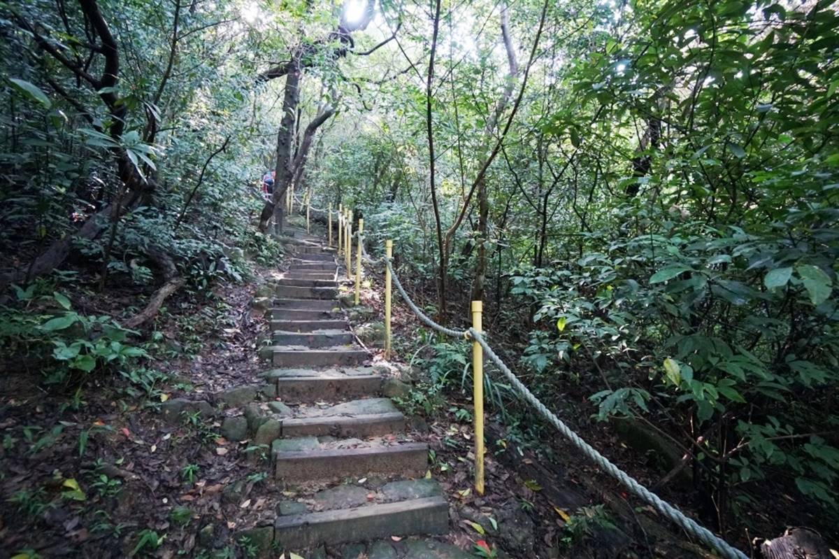 輕鬆好走不費力！內湖６條森林步道：80米「S型空中長廊」、紫色龍形吊橋