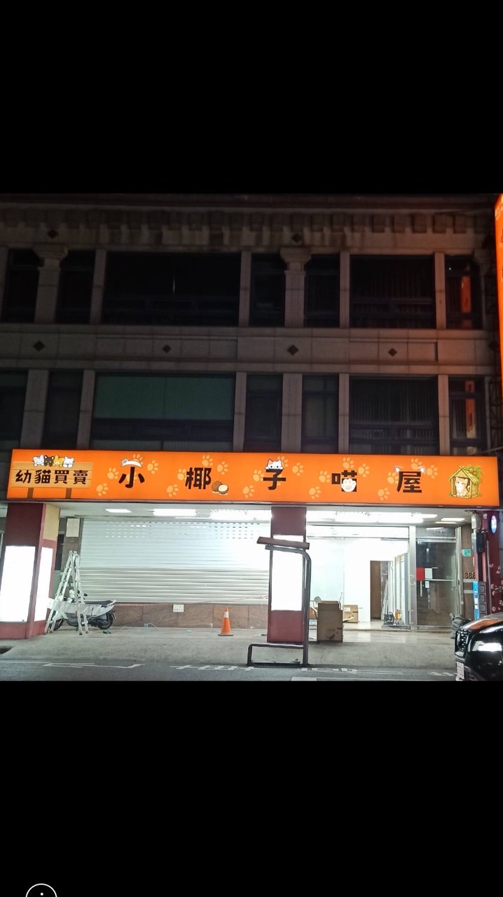 新營。小椰子喵屋(幼貓買賣）