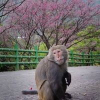 菜單