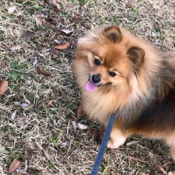 実は法律違反 自転車での犬の散歩に対する飼い主の声は