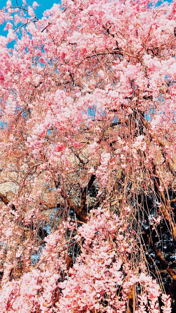 🌸holistic 美life倶楽部🌸