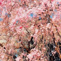 🌸holistic 美life倶楽部🌸