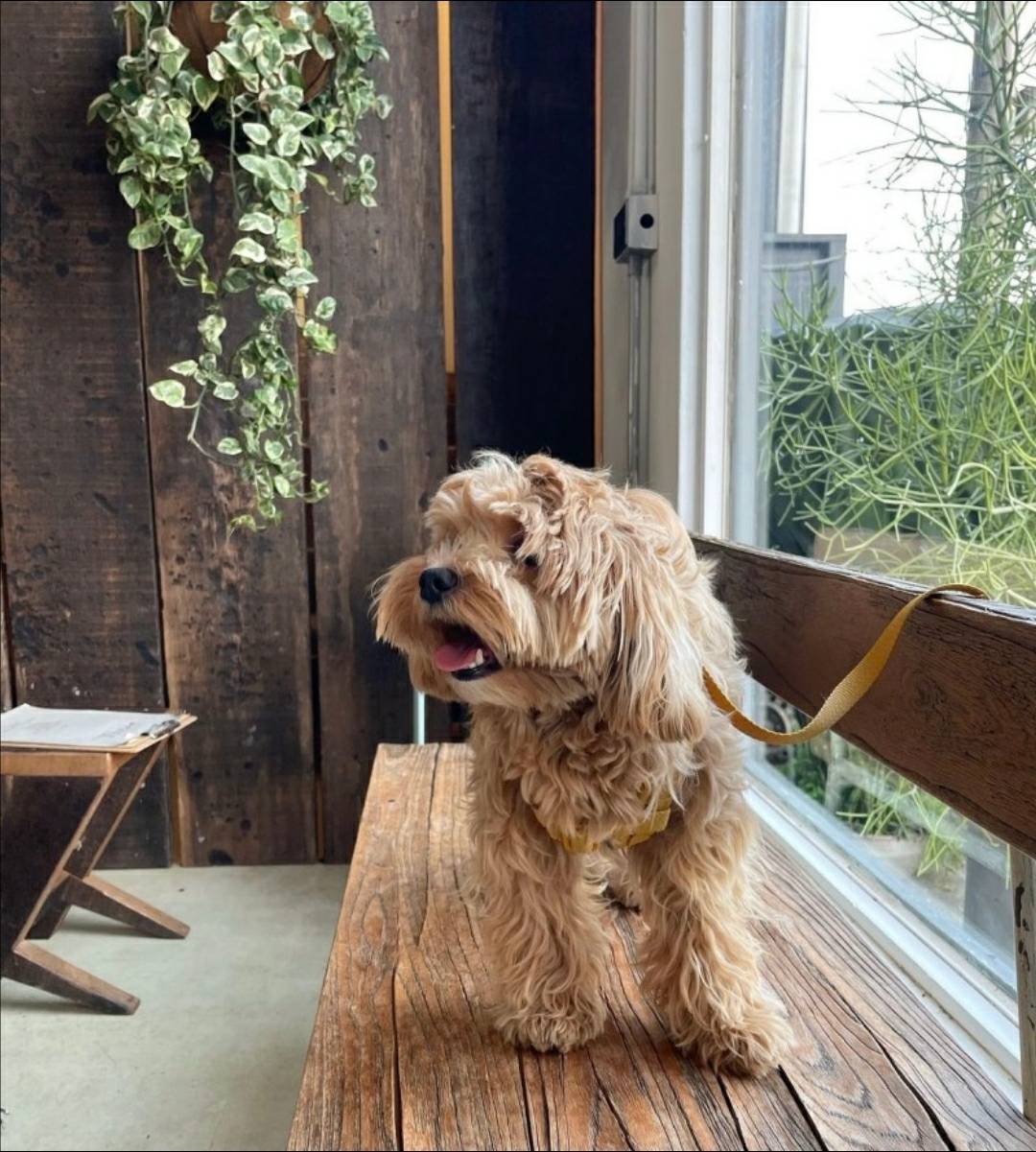 寵物友善餐廳「我們在海邊」(圖片提供/廢物姊姊)