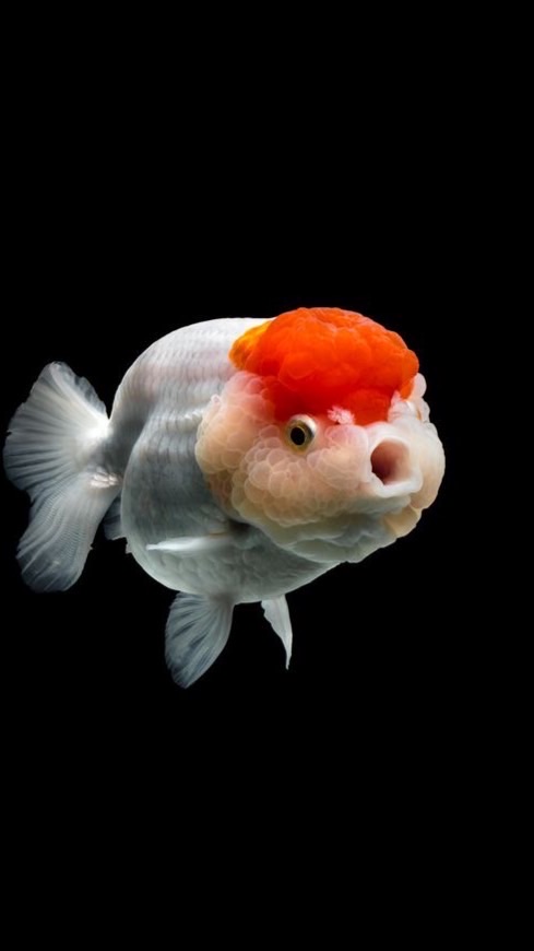 金魚遊戲