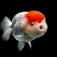 金魚遊戲
