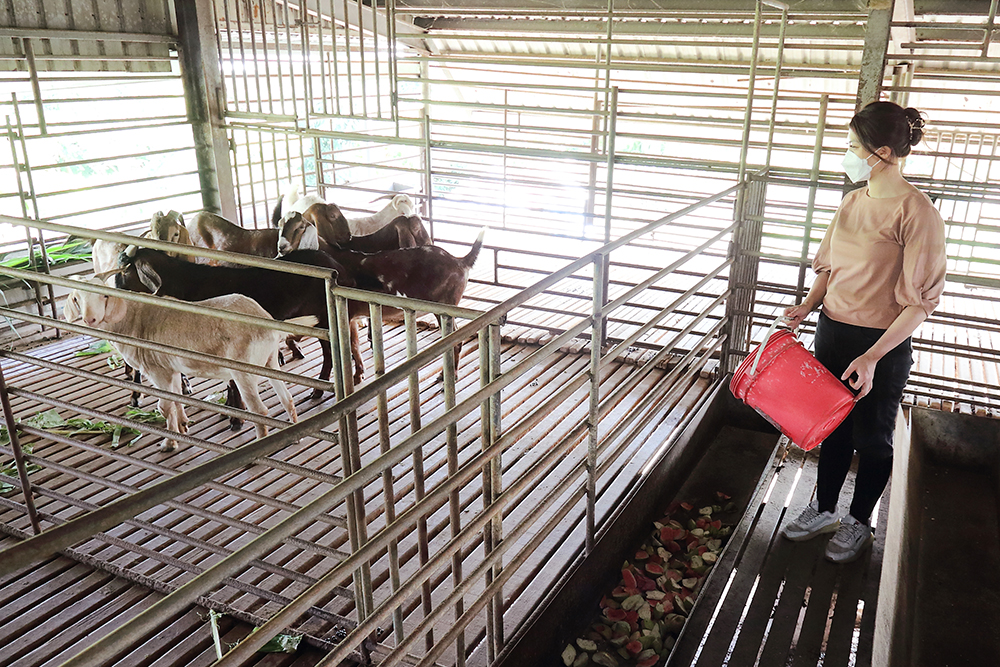 滿福的羊場乾淨通風，飼養羊隻只使用牧草、香蕉葉、枸杞葉、紅心芭樂等自然食材，年輕公羊的環境飲食堪比和牛等級。(攝影/Carter)