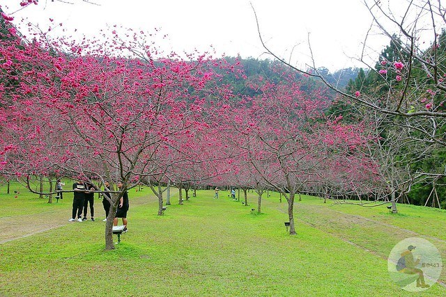 九族文化村櫻花祭