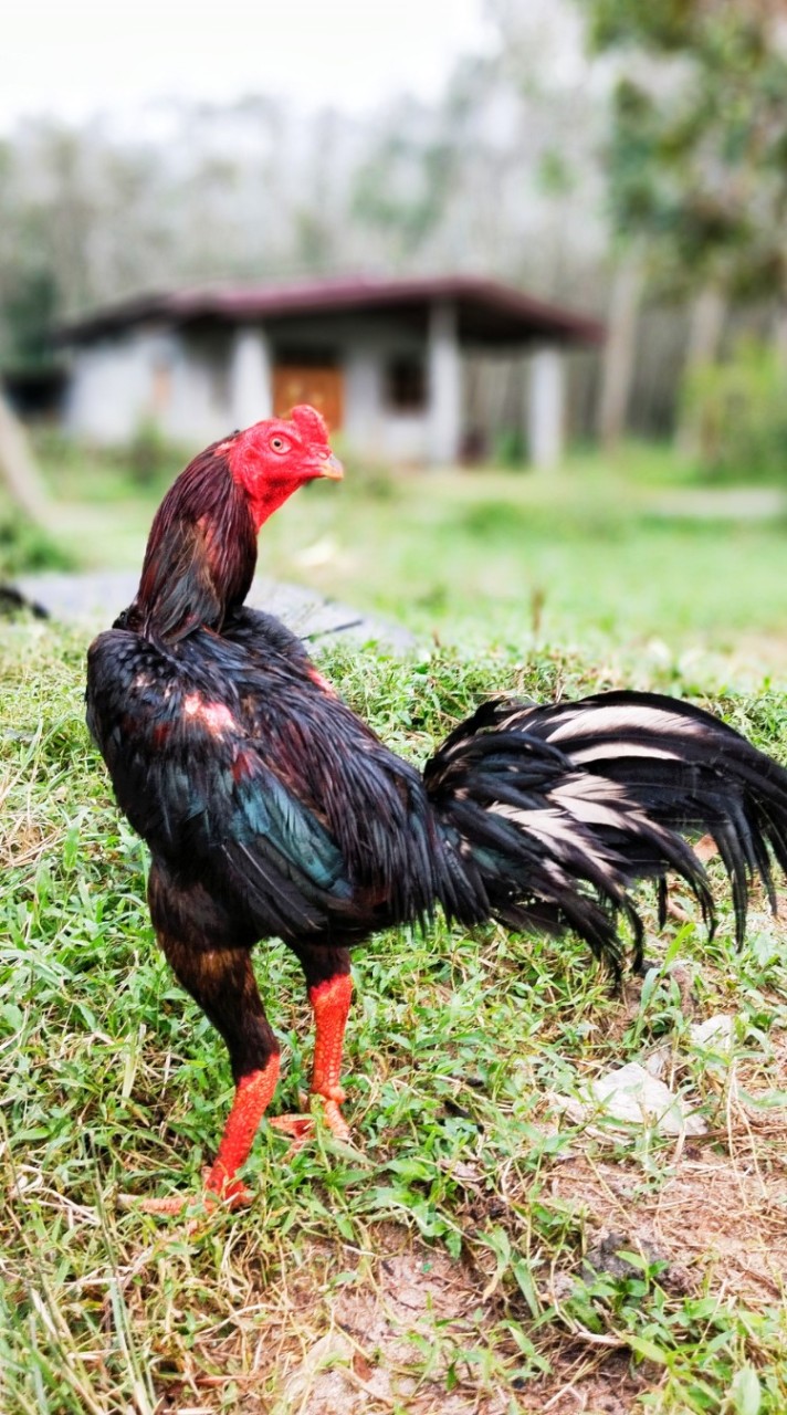ภ.ภาณุวัฒน์ฟาร์มแหล่งพัฒนาไก่ชนสงขลา