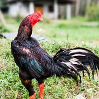 ภ.ภาณุวัฒน์ฟาร์มแหล่งพัฒนาไก่ชนสงขลา