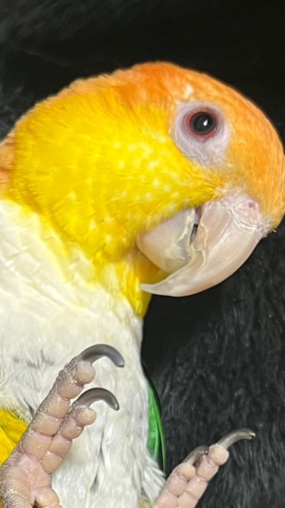 シロハラインコの会　メンバー募集中‼️