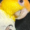 シロハラインコの会　メンバー募集中‼️