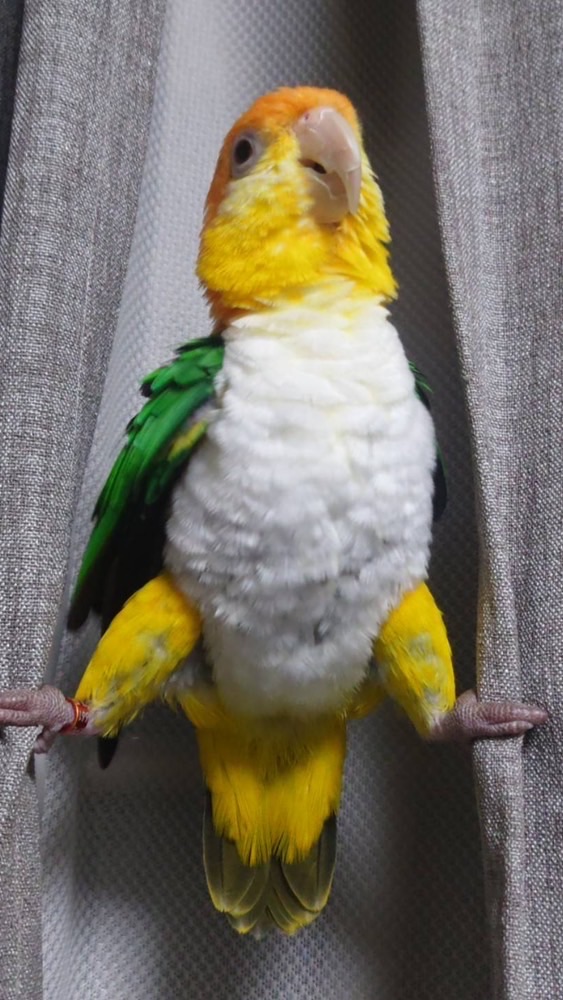 シロハラインコ好きの雑談ルーム