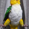 シロハラインコ好きの雑談ルーム