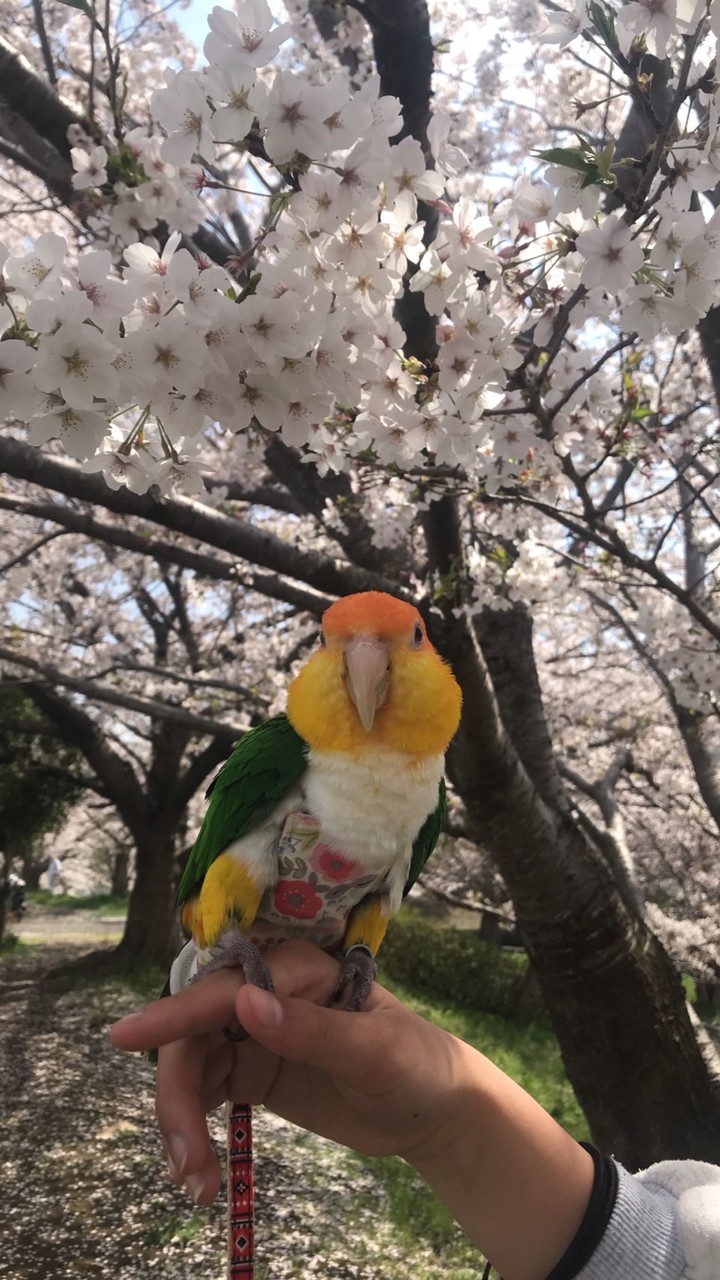 シロハラインコ好きの雑談ルーム