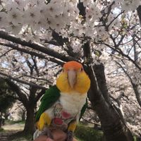 シロハラインコ好きの雑談ルーム