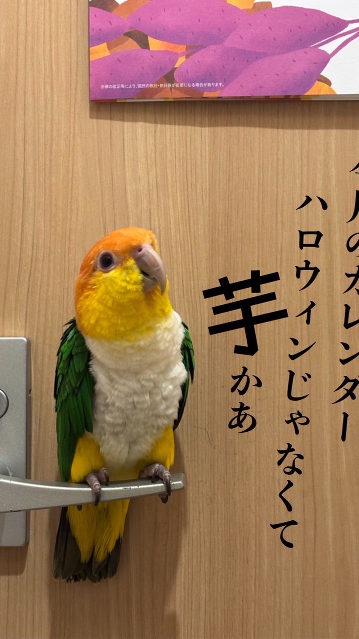 シロハラインコ好きの雑談ルーム