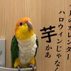 シロハラインコ好きの雑談ルーム