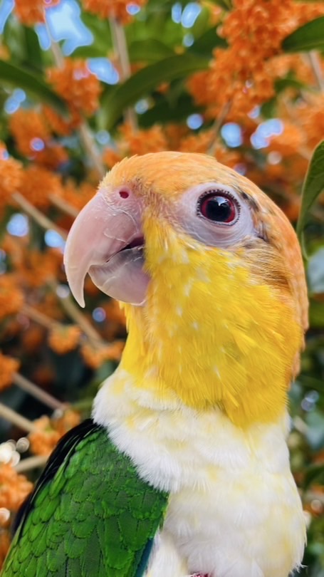 シロハラインコ好きの雑談ルーム